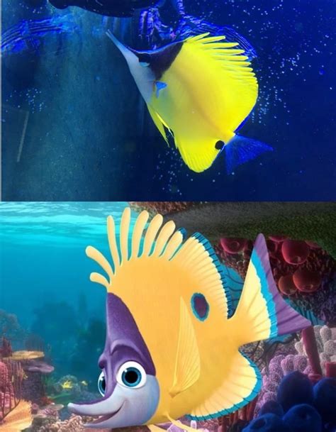 24 Most Popular Types of Fish from Finding Nemo .